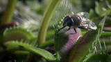 Life: Venus Flytrap Catches Flies