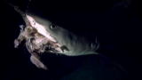Shark Week: Tiger Sharks at Night