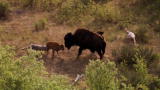 North America: Bison and Her Calf Battle Wolves