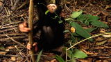 Ardipithecus: Discovering Ardi: Ardi's Feet