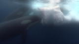 Frozen Planet: Killer Whales 