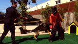 MythBusters: Bring on the Dog!