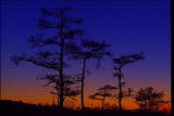 Assignment Discovery Shorts: Tree Hard Wood Forest