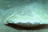 Future Shark :In the Belly of an Angel Shark