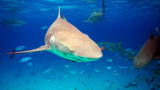 Shark Bites: Lemon Shark Feeding