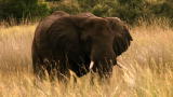 Dual Survival 2: Horny Elephant