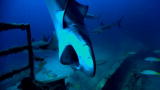 Shark Week: The Perfect Kill