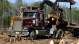 Swamp Loggers: Feeling Optimistic