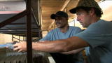 Dirty Jobs: Cricket Condo