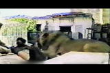 Moments of Impact: Pet Lion Attack