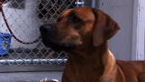 True Grime Webisodes: The Newest Team Member, Buster