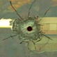 Deranged: Could It Be a Sniper?