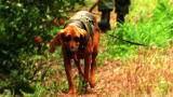 I Escaped: Real Prison Breaks: Call the Dogs