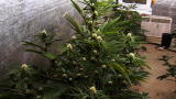 Big Law: Deputy Butterbean: Crashing a Weed Farm