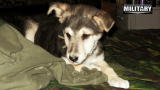 No Dog Left Behind: How Lava Found Me