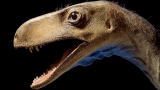 Dinosaurs: 'Dawn Runner' Sheds Light on Dino Evolution