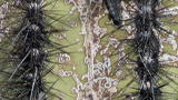 LIFE in the News: Saguaro Cactus