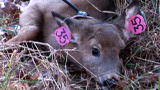 Animals: Deer Controlled with New Tool