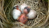 Animals: Who's Your Daddy? Sparrow Gets Around