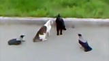 Cats Vs Crows