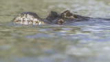 Why? Tell Me Why!: Alligator Sneakiness