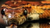 LIFE in the News: Slithering Snakes