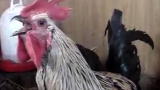 Death Metal Rooster