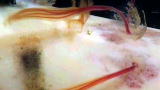 LIFE in the News: Bone Worms