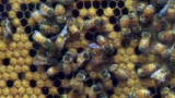 LIFE in the News: Honey Bees