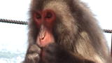 Animal: Monkeys Clean Teeth Just Like Humans