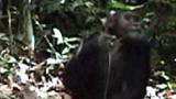 LIFE in the News: Chimpanzees
