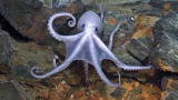 Earth: Antarctic Hot Springs Foster New Species