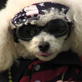 Petfinder: Halloween