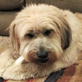 Petfinder: Benji - An Adoption from Florida