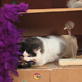 Petfinder: Cat Forts