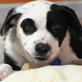 Petfinder: Adopting Perfect Dog