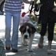 Petfinder: Fashion Show