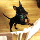 Petfinder: Barking When Lonely