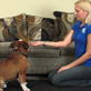 Petfinder: Down