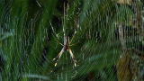 Monster Bug Wars: Centipede, Vinegaroon, Ground Spider