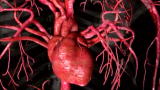 Greatest Discoveries : William Harvey: Blood Flow Theory