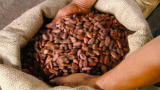 How It's Made: Cocoa Beans