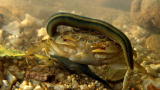 Monster Bug Wars: Tiger Leech vs. Freshwater Crab