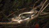 Mutant Planet :Marsupial Evolution