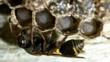 Monster Bug Wars: Paper Wasps