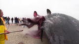 Outrageous Acts of Science: Exploding Whale