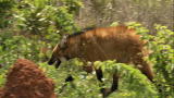 Mutant Planet: Maned Wolf