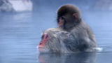 Mutant Planet :Monkey See Monkey Do