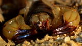 Monster Bug Wars: Desert Scorpion
