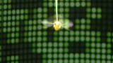 Weird Connections: Fruit Fly Flight Simulator